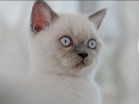 BEKLENEN İLAN AÇILDI A+ SAF KAN BRITISH SHORTHAIR YAVRULAR