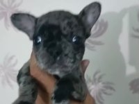 French Bulldog Yavrular Irk Sağlık Garantili