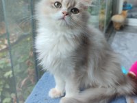 British Longhair Erkek Yavru