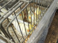 Sultan papağanı lutino kırmızı göz