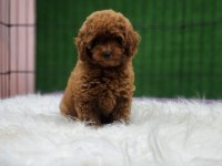 Toy poodle ailemize katılmak istemez misiniz