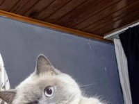 British shorthair kedimiz prenses Paris