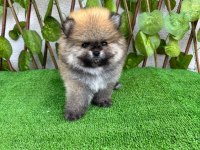 Yalova da Pomeranian Boo Bebekler