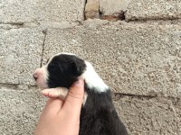 Border collie bebekler