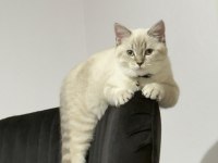 YAKIŞIKLI BRİTİSH SHORTHAİR OĞLUMU SAHİPLENDİRİYORUM