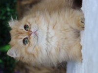 British longhair dişi kedimiz