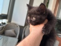Beyaz Browni Yavrular British Shorthair