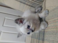 Yavru güzel british longhair