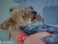 Erkek yorkshire terrier
