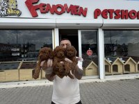 shoooowwww kalite toy poodle yavrular ankara mağazamızda