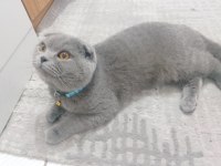 3 aylık british shorthair yavru kedimiz