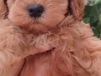 Maltipoo Dizayn Güzellikler