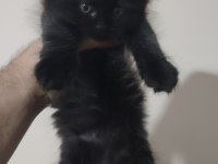 Scottish Fold Solid Black Dişi