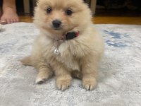 Acil pomeranian