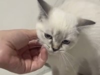 Bu güzellik kedilerim yeni ailelerini bekliyor