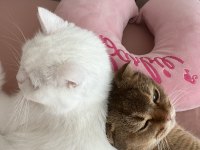2 yaşında british shorthair ücretsiz sahiplendirilecek