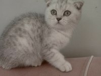 2.5 aylık erkek silver scottish fold
