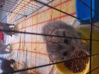 Yavru bebeler teslime hazır british shorthair