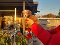Cavapoo yavru