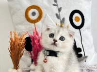 Orijinal Silver NS 1133 British Shorthair Yavrularımız