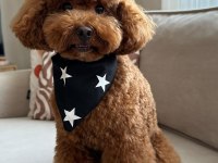 Sağlıklı orjinal poodle