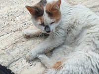 Dost canlısı sevecen dişi kedimize yuva