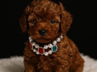 Toy Poodle En Küçük Boy Kore Kan Yavrularımız