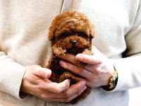 Bebek Yüzlü Toy Poodle