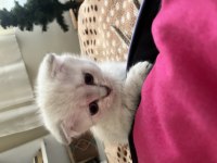 3 aylık dişi scottish fold
