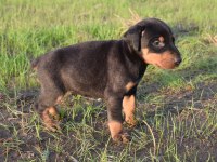 Europa doberman yavrular