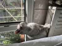 Yavru kedi 4Aylık
