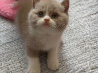 Sevimli Fawn Bicolor Bebek British Shorthair