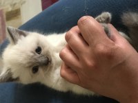 British Shorthair Blue Point