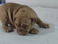 SEVİMLİ İNGİLİZ BULLDOG EGZOTİK