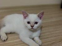 Nisan 21 2023 doğumlu harika bir erkek scottish fold