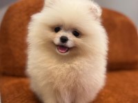 Pomeranian boo yavrularımız