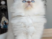 British Longhair Kedilerim