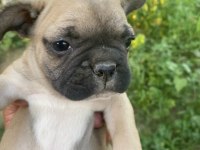 Yavru köpekler sahiplendirilecektir