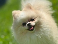 Sağlık Ve Irk Garantili Pomeranian
