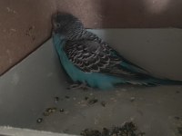 2 çift muhabbet kuşlar
