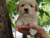 Maltipoo