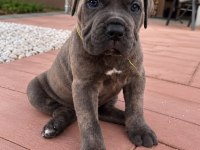 Ruhsatlı köpek çiftliğinden cane corso yavrular a şecereli