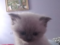 British shorthair blue kedilerim