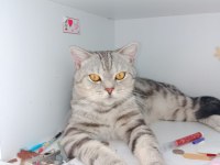 1 buçuk yaşında british shorthair ücretsiz sahiplendirme