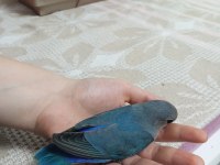 Papağanlarımızın bu renkler mükemmel