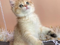 BRİTİSH SHORTHAİR YAVRULARI