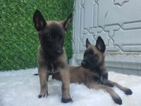 ORJİNAL SAFKAN BELÇİKA KURDU ERKEK