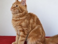 Maine Coon Red Tabby Erkek