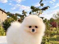 ÜST DÜZEY POMERANİAN BOO