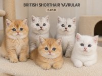 Sağlık Garantili British Yavrularımız